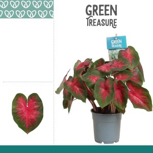 t.b.t. Roślina doniczkowa z efektownymi czerwono-zielonymi liśćmi w doniczce.