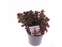 Kiścień mix (Leucothoe) don. 17 cm