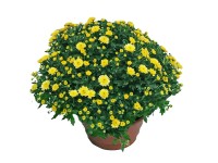 Chryzantema (Chrysanthemum sp.) samokrzewiąca - don. 17 cm