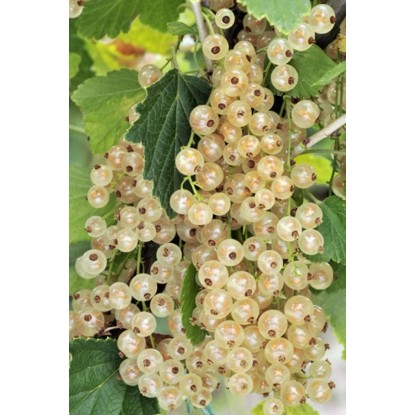 Porzeczka biała w odmianach (Ribes sp.)