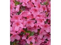 Azalia japońska (Azalea japonica)