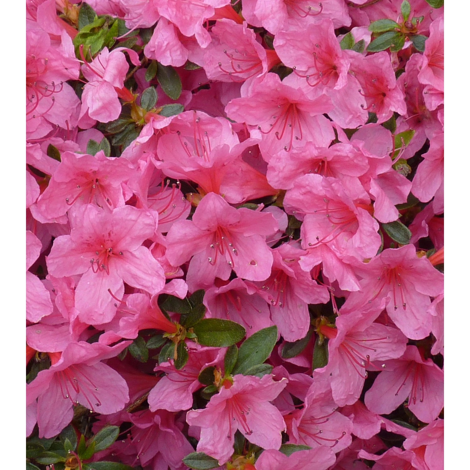 Azalia japońska (Azalea japonica) kupuj w OBI