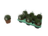 Aloes - Aloe Aristata wys.15cm don.10,5cm