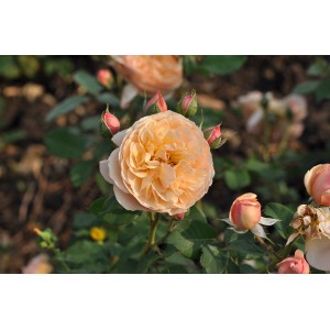 Urocza morelowa róża rabatowa z gęsto upakowanymi kwiatami.