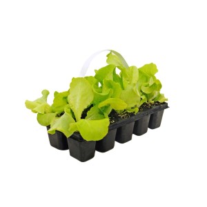 Młode sadzonki sałaty w tacy rozsadowej, zielone liście.