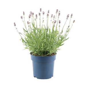 Kwitnąca lawenda w doniczce, idealna na rabaty i balkony.