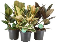 Figowiec (Ficus Elastica) mix - don. 21 cm