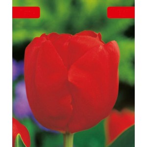 Zbliżenie czerwonego tulipana z kategorii cebule kwiatowe.