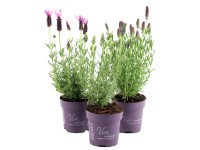 Lawenda wielkokwiatowa (Lavandula Anouk) don. 10 cm
