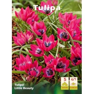 Kwitnące tulipany 'Little Beauty' z różowymi kwiatami i niebieskim środkiem, kategoria Cebulki kwiatowe.