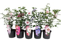 Ketmia syryjska odmiany licencjonowane (Hibiscus syriacus)