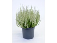 Wrzos (Calluna Beauty ladies) - don. 17 cm