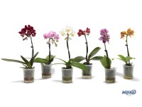 Falenopsis - Ćmówka - Storczyk  (Phalaenopsis sp.) Little Lady wys. 15 cm don. 6