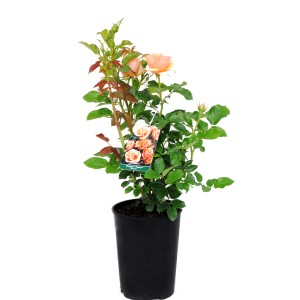 Róża rabatowa w doniczce z kwiatami w kolorze morelowym.