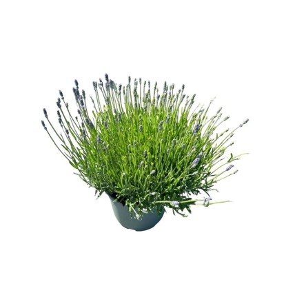 Lawenda wielkokwiatowa Hidcote (Lavandula sp.) - don. 23 cm