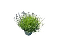 Lawenda wielkokwiatowa Hidcote (Lavandula sp.) - don. 23 cm
