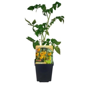 Młoda roślina żółtego pomidora koktajlowego 'Cytrynek Groniasty' w doniczce. Warzywo do ogrodu.