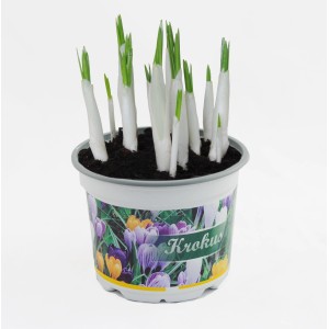 Krokusy w doniczce, jeszcze nie kwitną. Rośliny cebulowe na wiosnę.