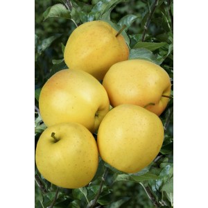 Żółte jabłka odmiany t.b.t. na drzewie, świeże owoce ze sklepu internetowego OBI.