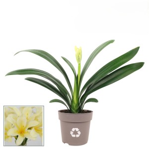 Kliwia Yellow Star (Clivia miniata Yellow Star) don. 13 cm