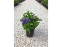 Hortensja ogrodowa (Endless Summer) - don. 10 l