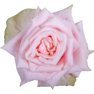 Zbliżenie delikatnej, jasnoróżowej róży rabatowej.