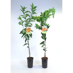 Dwa miniaturowe drzewka owocowe (t.b.t.) w czarnych doniczkach.