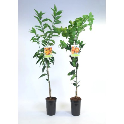 Krzew cytrusowy bez owoców wys. 100cm don. 17cm