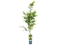 Drzewa liściaste Nasz Polski Las mix don. 2 l