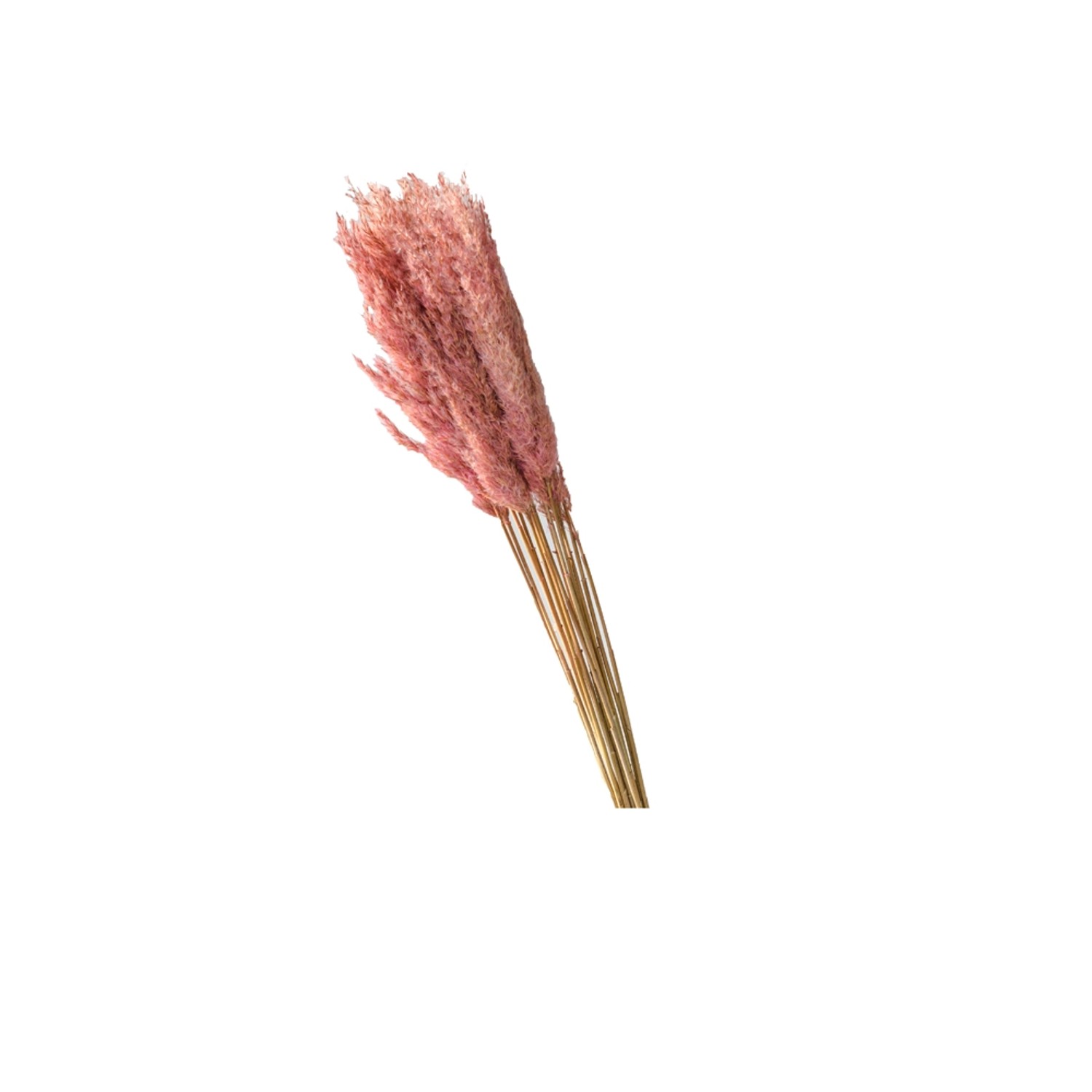 Trawa Plume 80-90cm 12-14szt różowa  70g