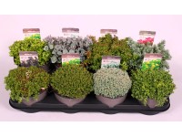 Rozchodnik różne gatunki (Sedum sp.)