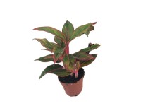 Aglonema (Aglaonema special) don. 12 cm