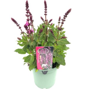 Szałwia omszona (Salvia nemorosa) don. 17 cm
