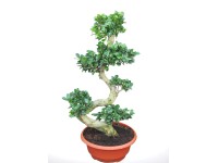 Fikus Ginseng (Ficus microcarpa) - don. 35 cm