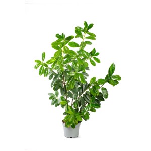 Zielona, duża roślina t.b.t. w doniczce do użytku wewnętrznego.