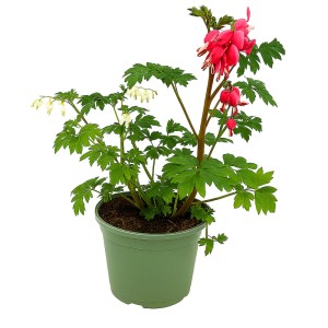 Serduszka okazałe (Dicentra spectabilis) don. 17 cm