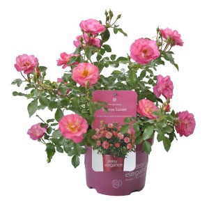 t.b.t. róża karłowata z różowymi kwiatami w doniczce.