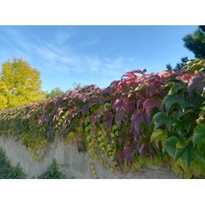 Jesienne pnącze (t.b.t.) z czerwonymi i zielonymi liśćmi na tle błękitnego nieba.