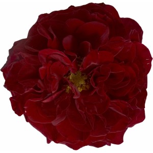 Zbliżenie ciemnoczerwonej róży rabatowej z żółtymi pręcikami.