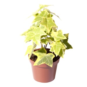 Bluszcz pospolity (Hedera helix) w doniczce z zielono-żółtymi liśćmi.