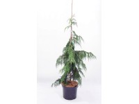 Iglaki odm. kolekcjonerskie wys. 120-140 cm