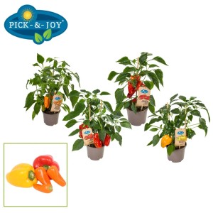 Różnokolorowe mini papryki w doniczkach, wybór roślin warzywnych.