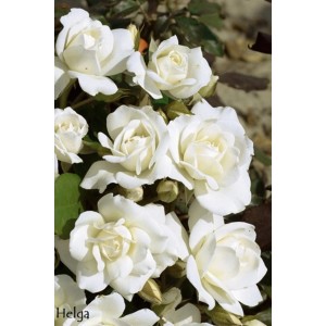 Biała róża rabatowa Helga: Eleganckie kwiaty do Twojego ogrodu. Wytrzymała odmiana róży.