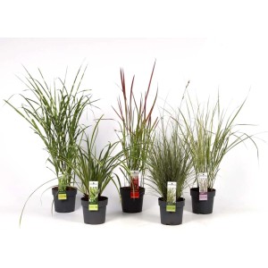 Różne odmiany trawy pampasowej w doniczkach, idealne do ogrodu i na taras.