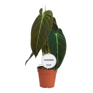 Filodendron 't.b.t.' w doniczce, roślina doniczkowa o dużych, ciemnozielonych liściach.