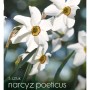 Opakowanie narcyzów 't.b.t.' z białymi kwiatami i żółtym środkiem.