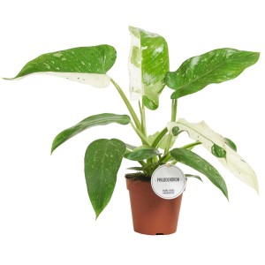 Filodendron 'White Princess' w doniczce: Roślina doniczkowa z zielono-białymi liśćmi.