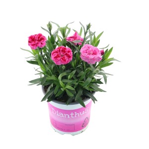 Goździk ogrodowy 'I Love U' w doniczce, różowo-czerwone kwiaty i zielone liście. Dianthus na rabaty i balkony.