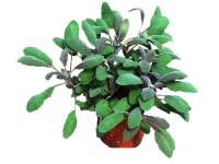 Szałwia zimująca - wys. 20 cm