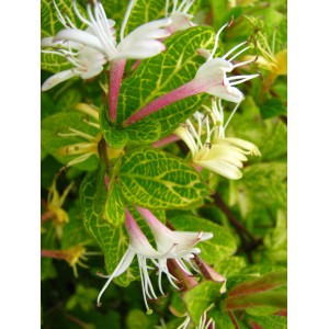 Zbliżenie rośliny doniczkowej t.b.t. z zielono-żółtymi liśćmi i białymi kwiatami.